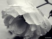 Bild 061aa