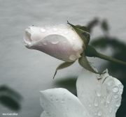 Bild 066aa