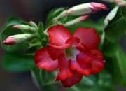 Adenium Double Flover