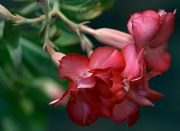 Adenium Double Flover