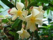 Nerinum oleander ()