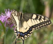 Махаон (Papilio machaon L.)