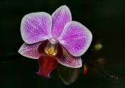 Phalenopsis schilleriana
