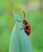   Lilioceris merdigera