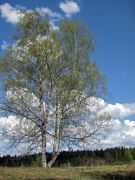IMG 0573-
