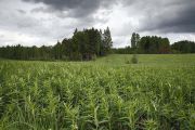 IMG 8596-