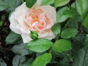 Garden of Roses