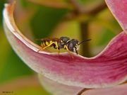   Philanthus triangulum 