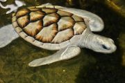 Черепаха -альбинос