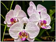 Орхидеи 4