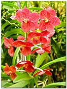 Орхидеи 7