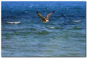 Море, ветер и одинокая чайка