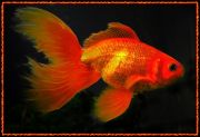 Золотая рыбка (репост)