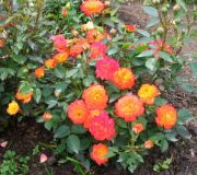 rose multiflora-