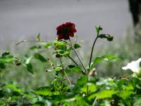 IMG 4617  - - 2008