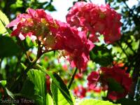 IMG 4763  - - 2008