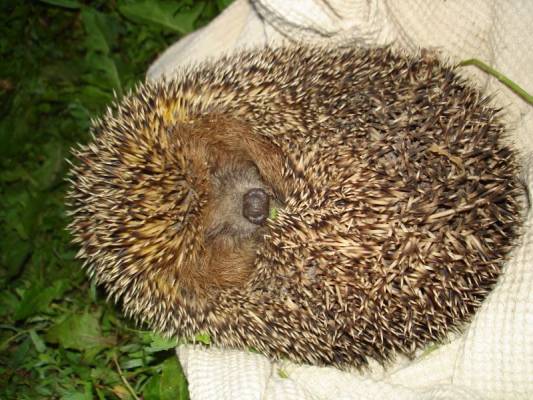 ,   /Hedgehog we caught near the house of our friends