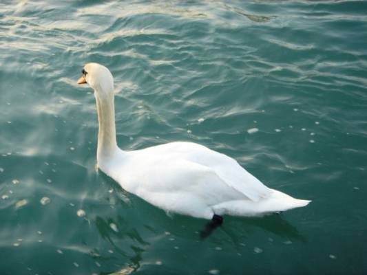 swan lake)