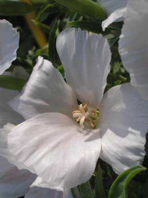 ����� �������