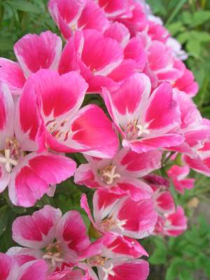 ������� �������