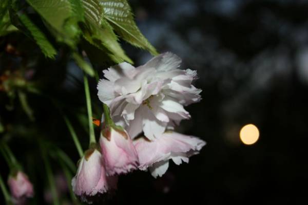 ������ ������