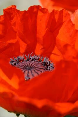 ��� ��������