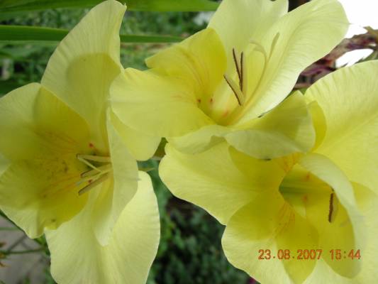 ��������