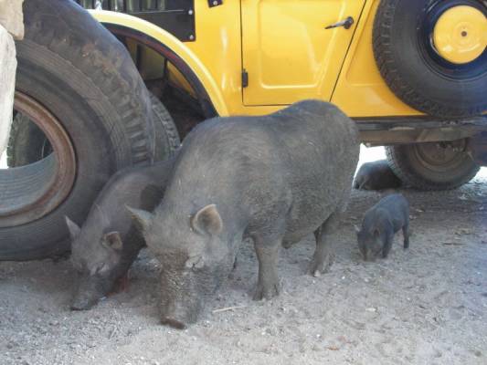 ����� ����������