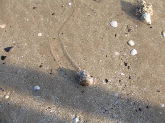 Albena-Bulgaria. Evjalkaisen tie.