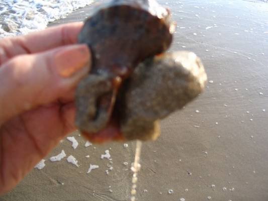 Albena-Bulgaria. Evjalkainen.