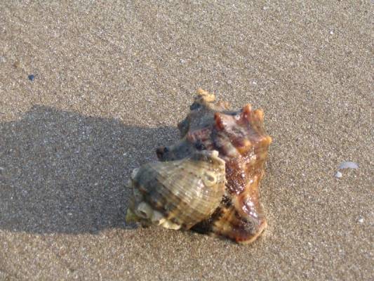 Albena-Bulgaria. Evjalkaiset.