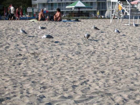 Albena-Bulgaria. Merenrannnalla.