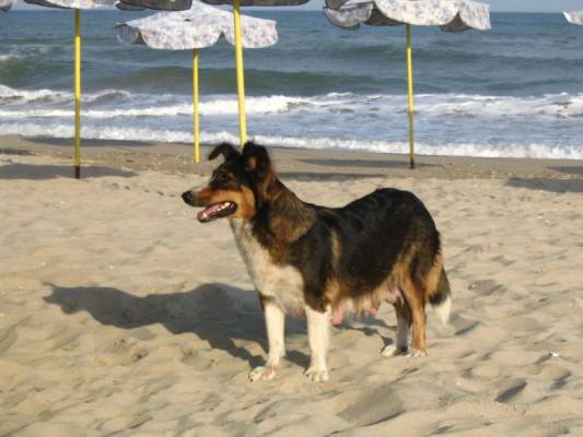 Albena-Bulgaria. Tavernan  koira.