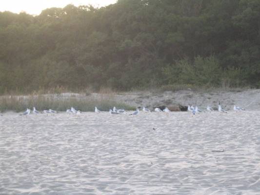 Albena-Bulgaria. Uimarannalla  on lokit . Illalla.