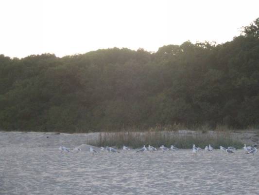 Albena-Bulgaria. Aurinko laskee.