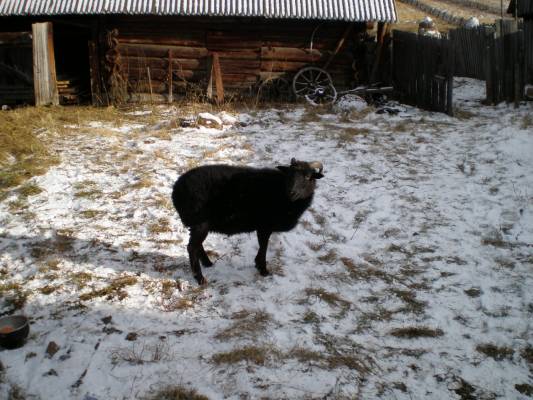ram (came from neighbours:))