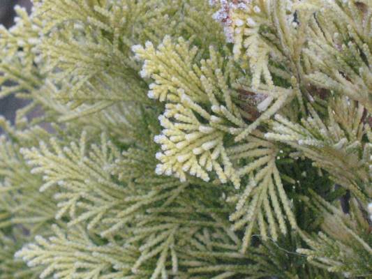 moroz