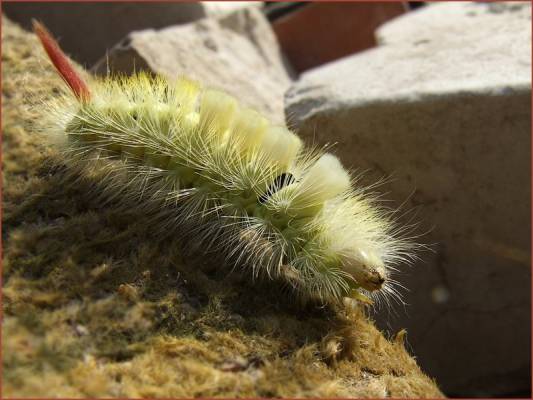   ( Calliteara pudibunda ).