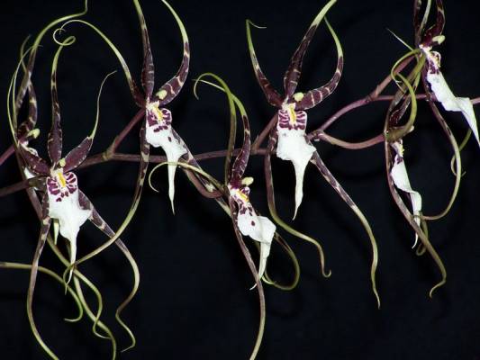 Brassia hybr.  и