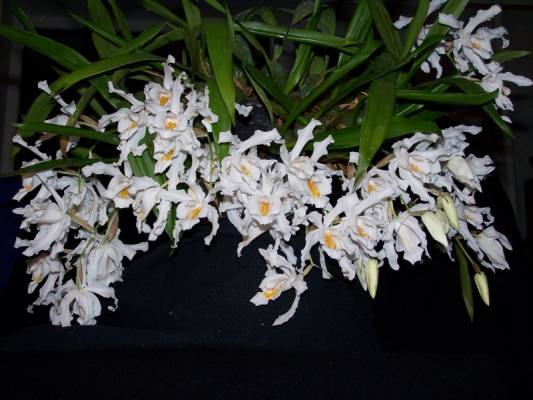 coelogina cristata