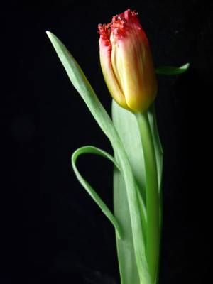 tulip