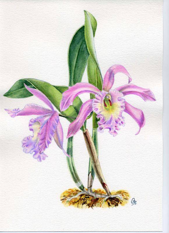 Brassocattleya