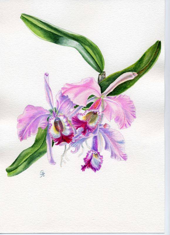 Cattleya 4