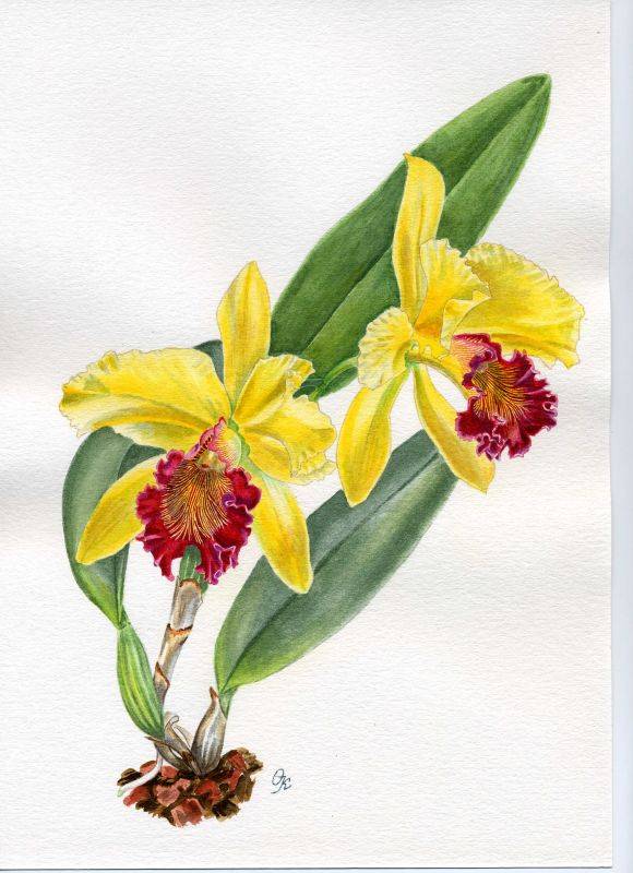 Cattleya hybr.