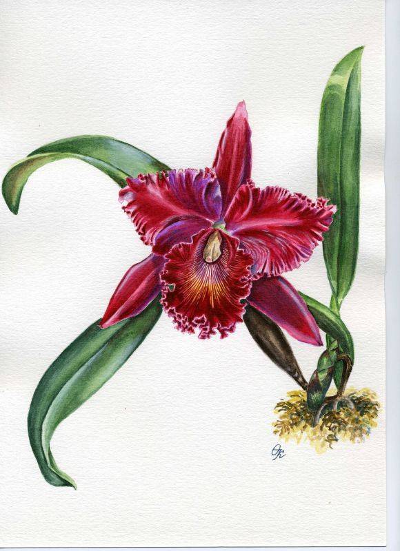 Cattleya hybr.