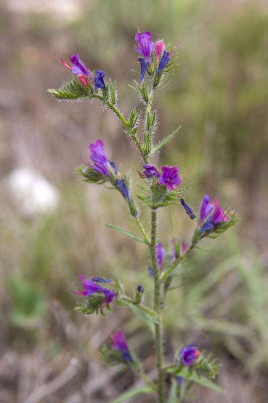 ����� �������