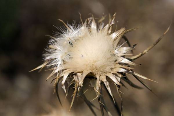 ����� �������