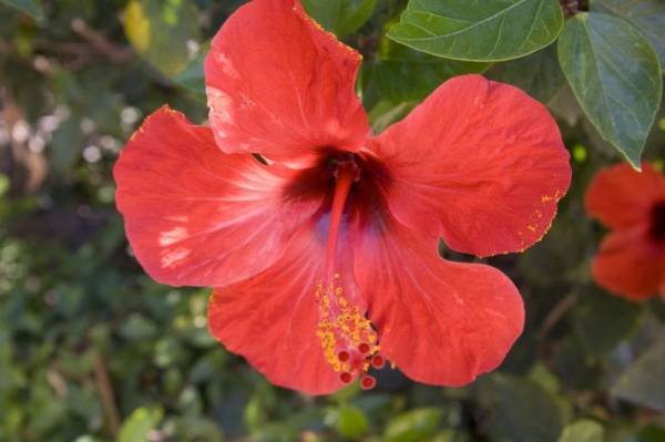 ����� �������