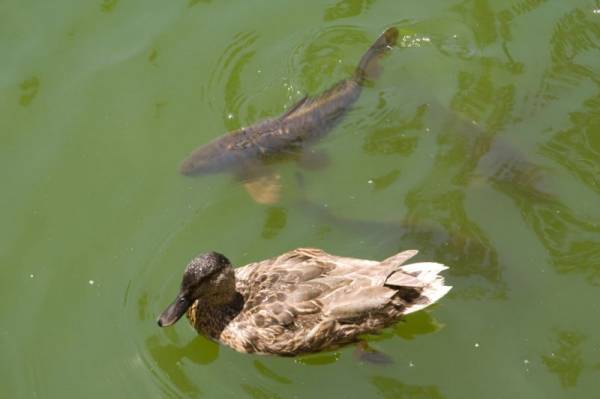 ����� ��������