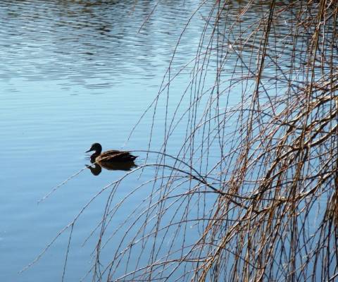 Lake Perry in Perth.Duck